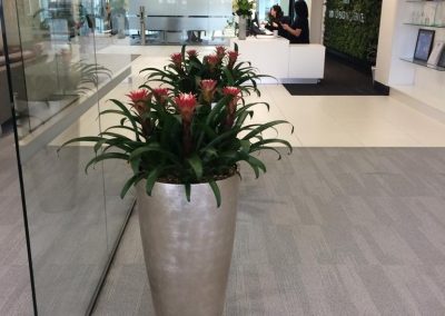 Plant rental for office